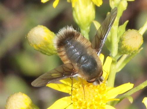 Anastoechus sp.